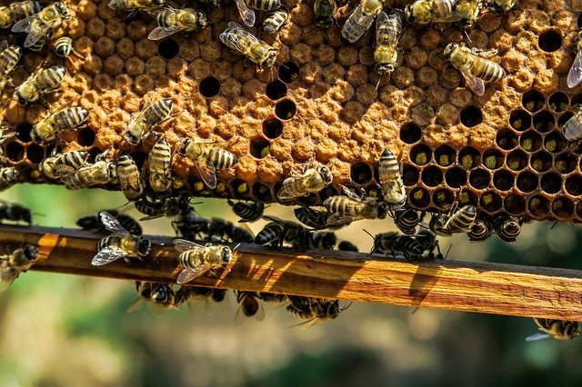 El PSOE insta a la Junta la introducción de la varroa y la vespa velutina como mejoras en las coberturas de los seguros agrarios para el sector de la apicultura