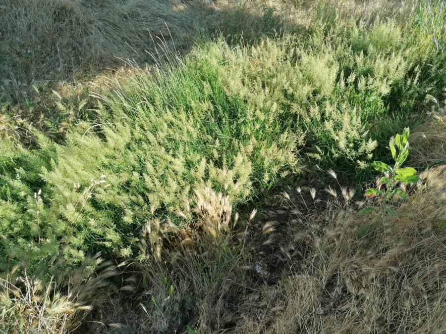 El PSOE de Santa Colomba de Curueño denuncia el abandono del Ayuntamiento hacia el arroyo de Barrillos y le exige que gestione urgentemente su limpieza